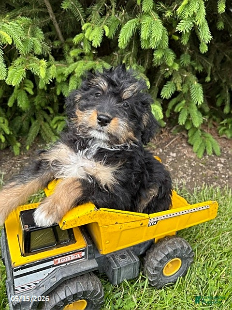 Bernedoodle dogs Boaz - Ad 2