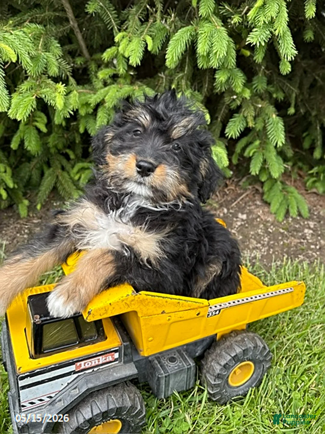 Bernedoodle dogs for sale: Boaz - Ad 2