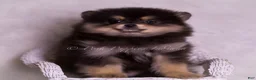 Pomeranian dogs for sale: Vizio - Ad 5