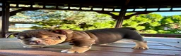 English Bulldog dogs for sale: Rolo - Ad 12