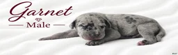 Great Dane dogs for sale: Garnet - Ad 2