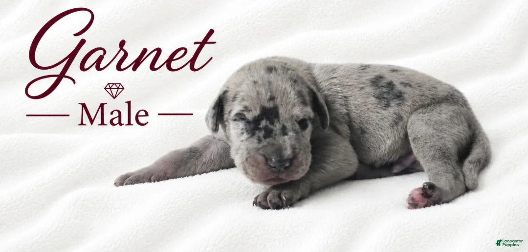 Great Dane dogs for sale: Garnet - Ad 2
