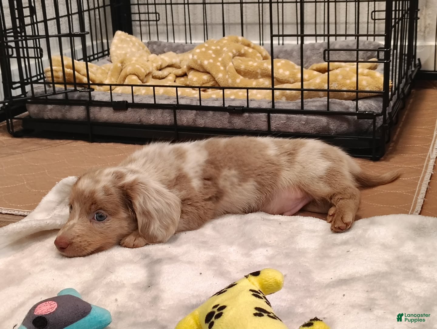 Miniature Dachshund dogs Miniature Dachshund Puppy 1 - Ad 10