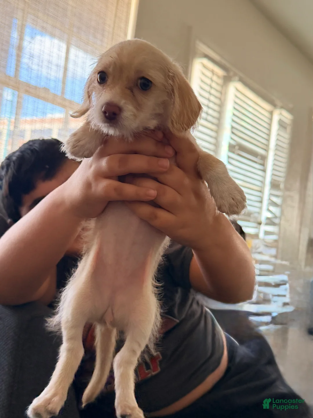 Mixed Breed dogs for sale: Mixed Breed 1 - Ad 1