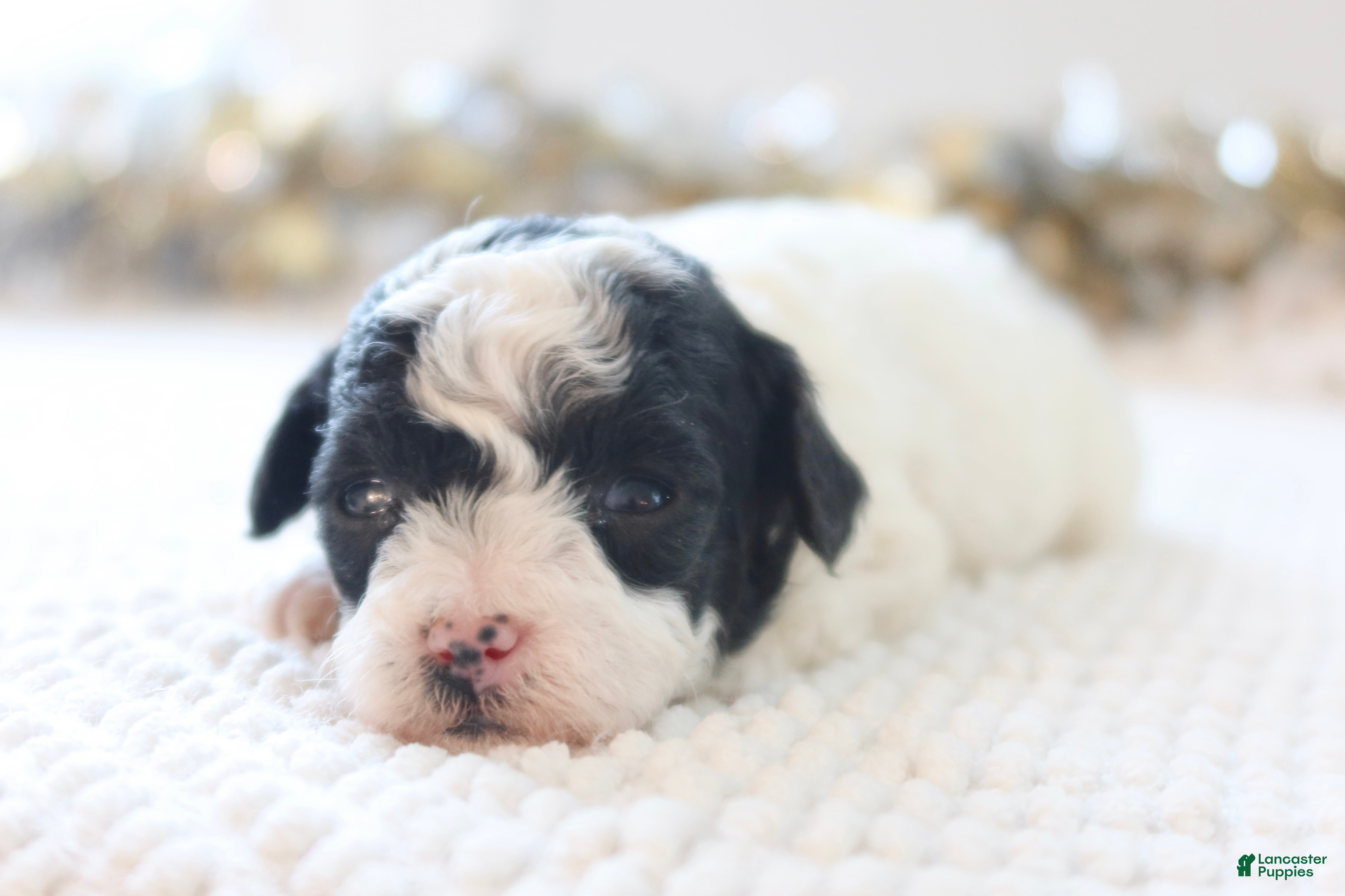 Toy Poodle dogs Holly - Ad 13