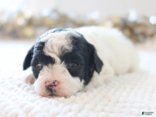 Toy Poodle dogs Holly - Ad 12