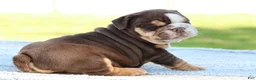English Bulldog dogs for sale: English Bulldog Puppy 2 - Ad 4