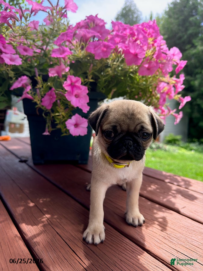 Pug dogs Misty - Ad 15