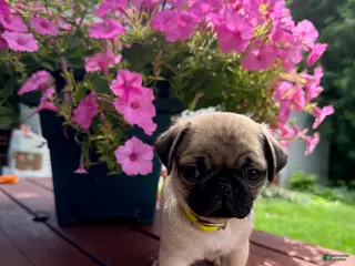 Pug dogs Misty - Ad 15