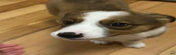 Mixed Breed dogs for sale: Mixed Breed 1 - Ad 1