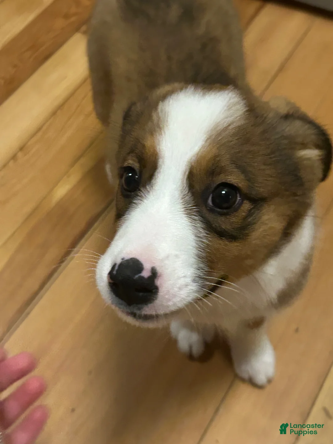 Mixed Breed dogs for sale: Mixed Breed 1 - Ad 1