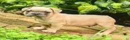 French Bulldog dogs for sale: Maestro - Ad 4