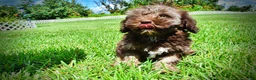 Havapoo dogs for sale: Frisco - Ad 25