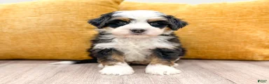 Buster