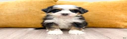 Mini Bernedoodle dogs for sale: Buster - Ad 1