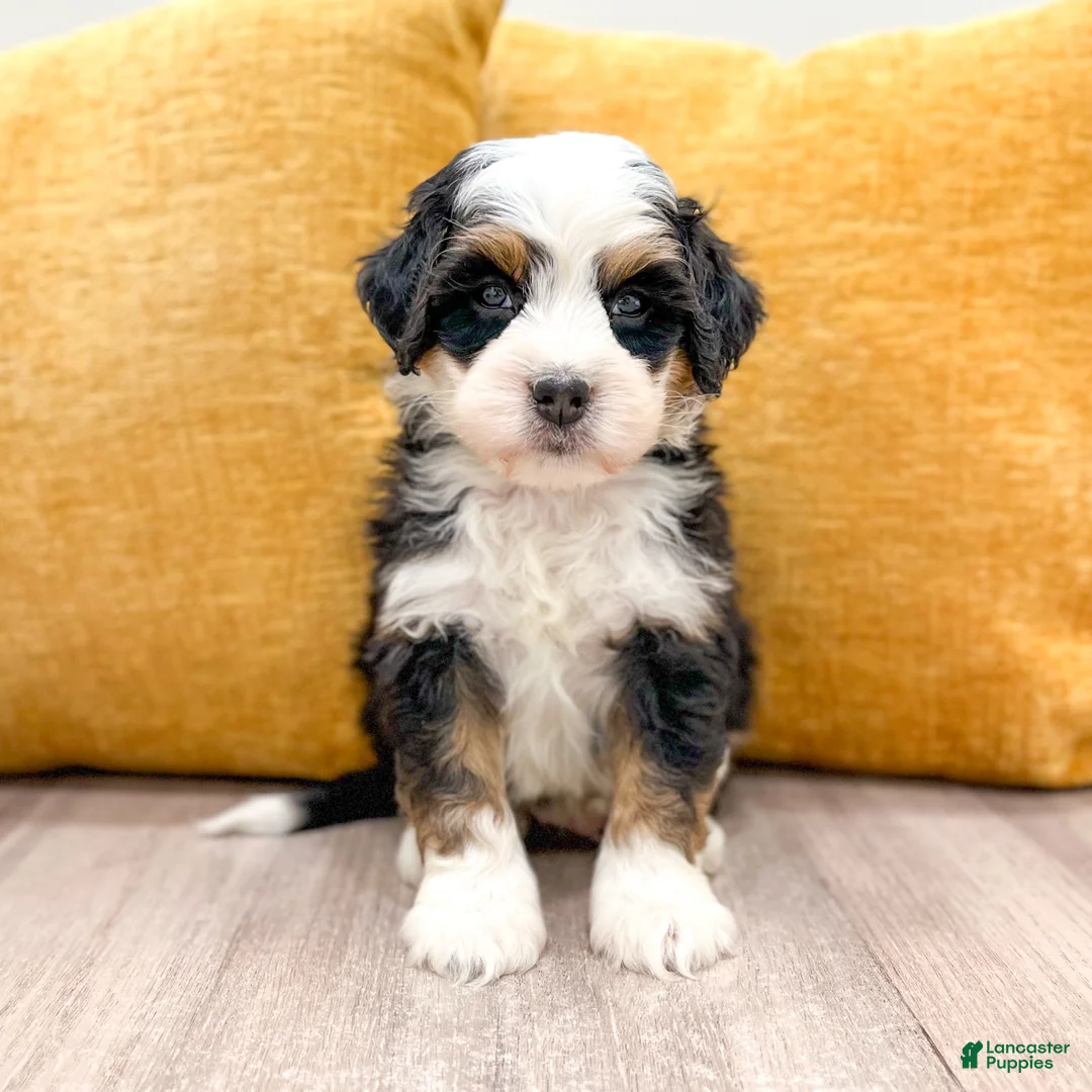Mini Bernedoodle dogs for sale: Buster - Ad 1