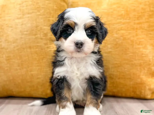 Mini Bernedoodle dogs for sale: Buster - Ad 1