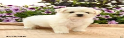 Bichon Frise dogs for sale: Belinda - Ad 2