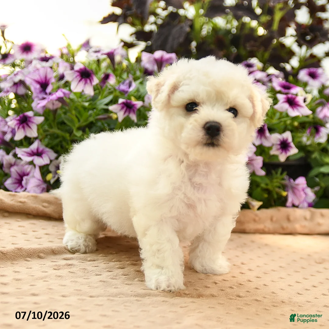 Bichon Frise dogs for sale: Belinda - Ad 2