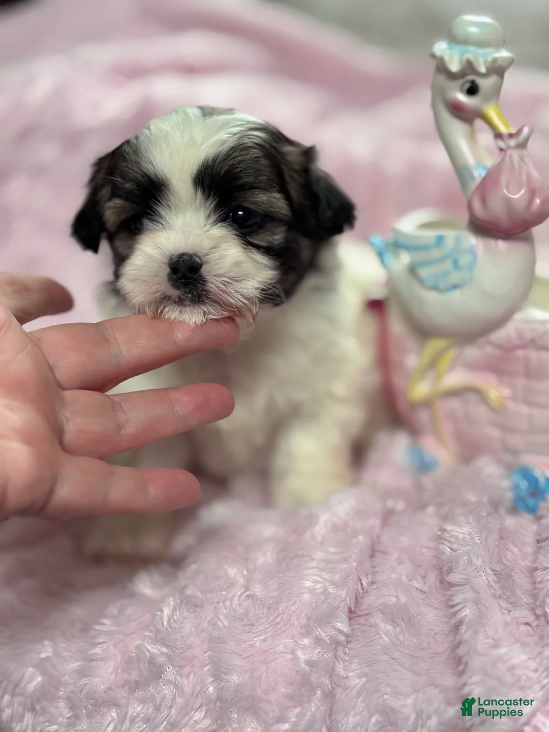 Malshi dogs for sale: Malshi Puppy 1 - Ad 5