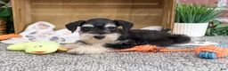 Miniature Schnauzer dogs for sale: Jeremy - Ad 1