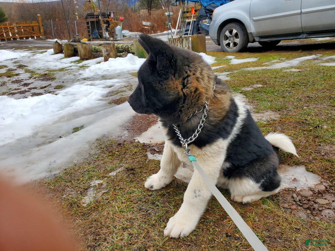 Akita dogs for sale: King - Ad 5