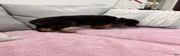 Rottweiler dogs for sale: Rottweiler Puppy 3 - Ad 2