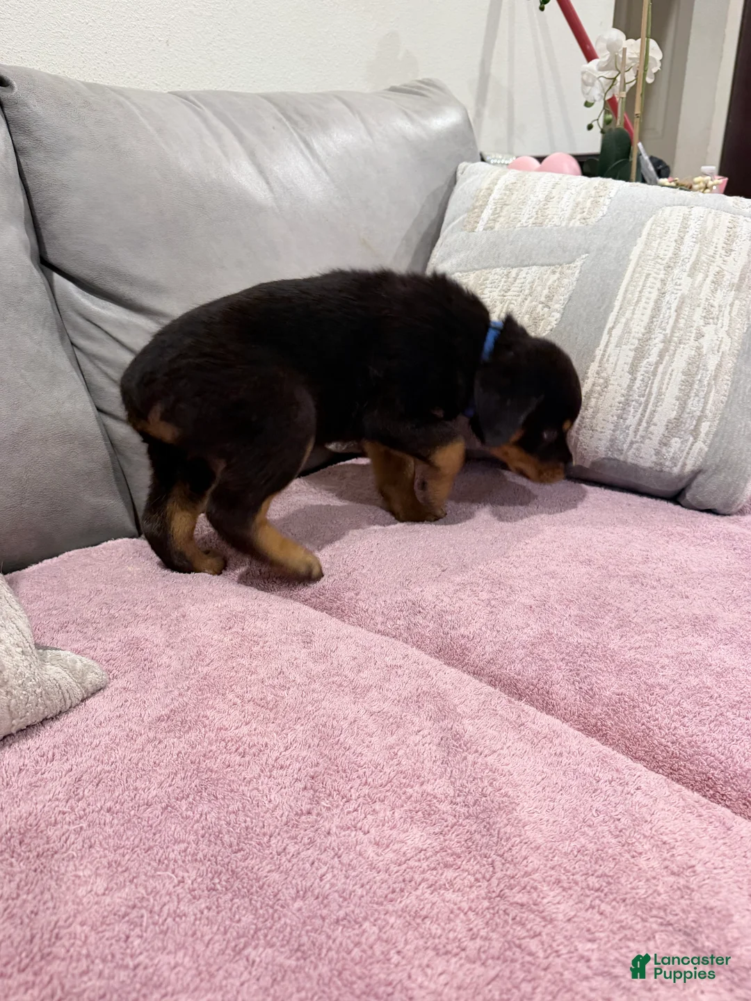 Rottweiler dogs for sale: Rottweiler Puppy 3 - Ad 2