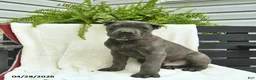 Cane Corso dogs for sale: Domino - Ad 2