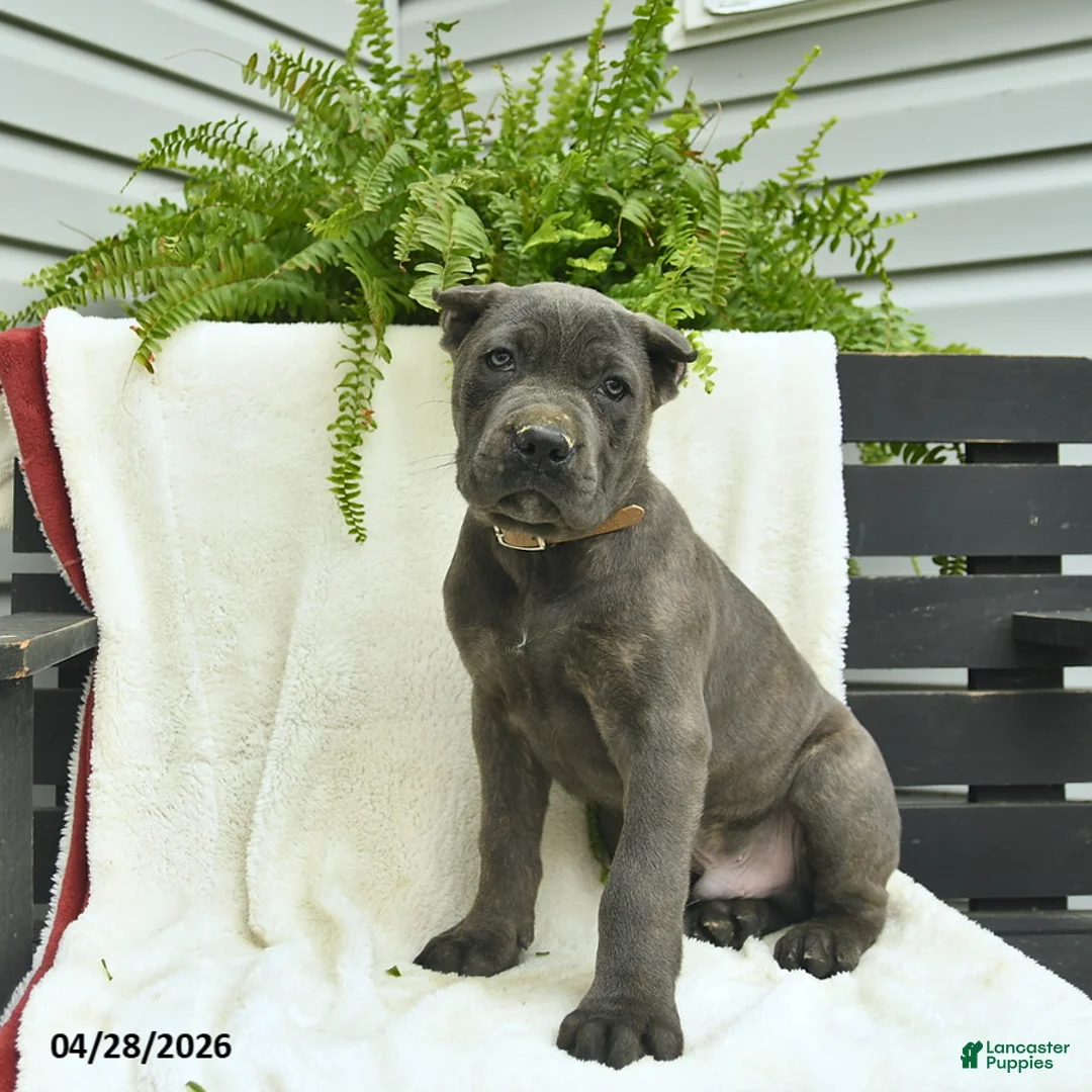 Cane Corso dogs for sale: Domino - Ad 2
