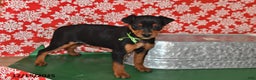 Miniature Pinscher dogs for sale: Phoenix - Ad 2