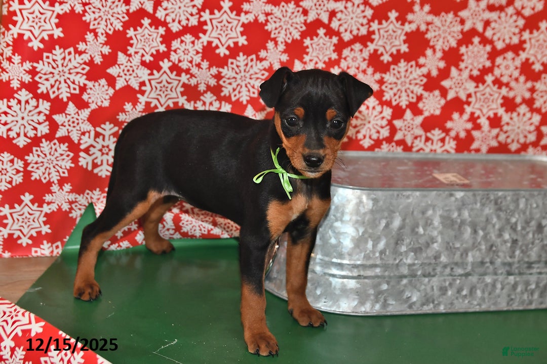 Miniature Pinscher dogs for sale: Phoenix - Ad 2