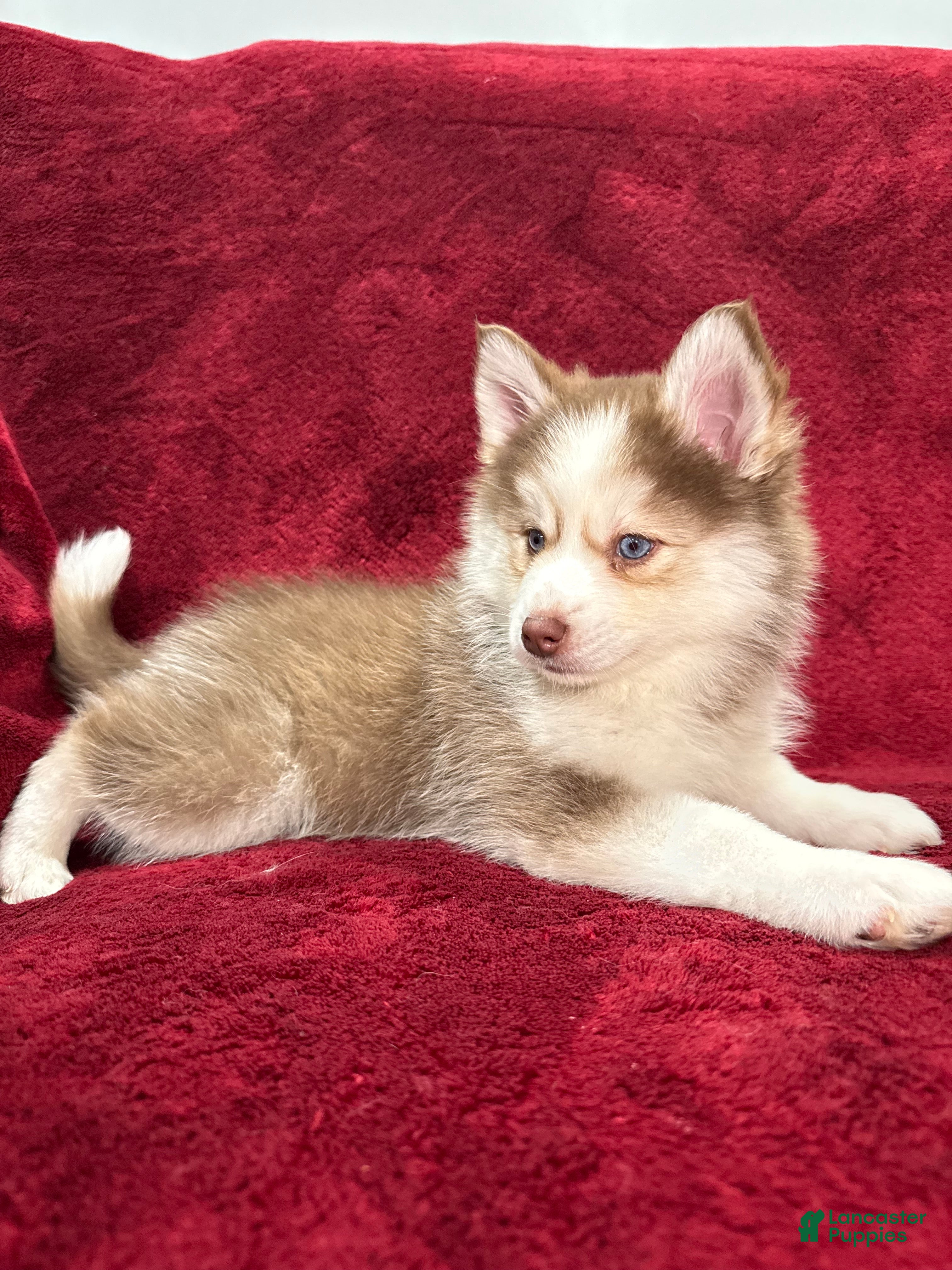 Pomsky dogs Mocha - Ad 9