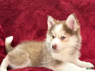 Pomsky dogs Mocha - Ad 37