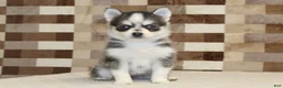 Pomsky dogs for sale: Jewel - Ad 3