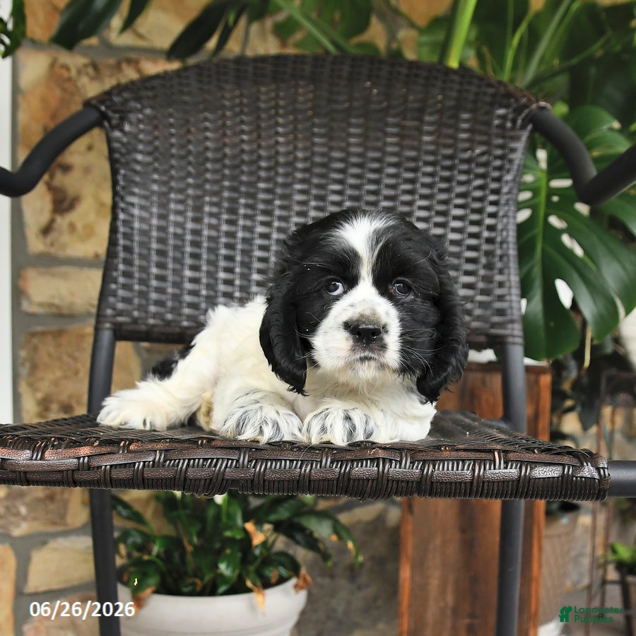 English Cocker Spaniel dogs Trixie - Ad 2