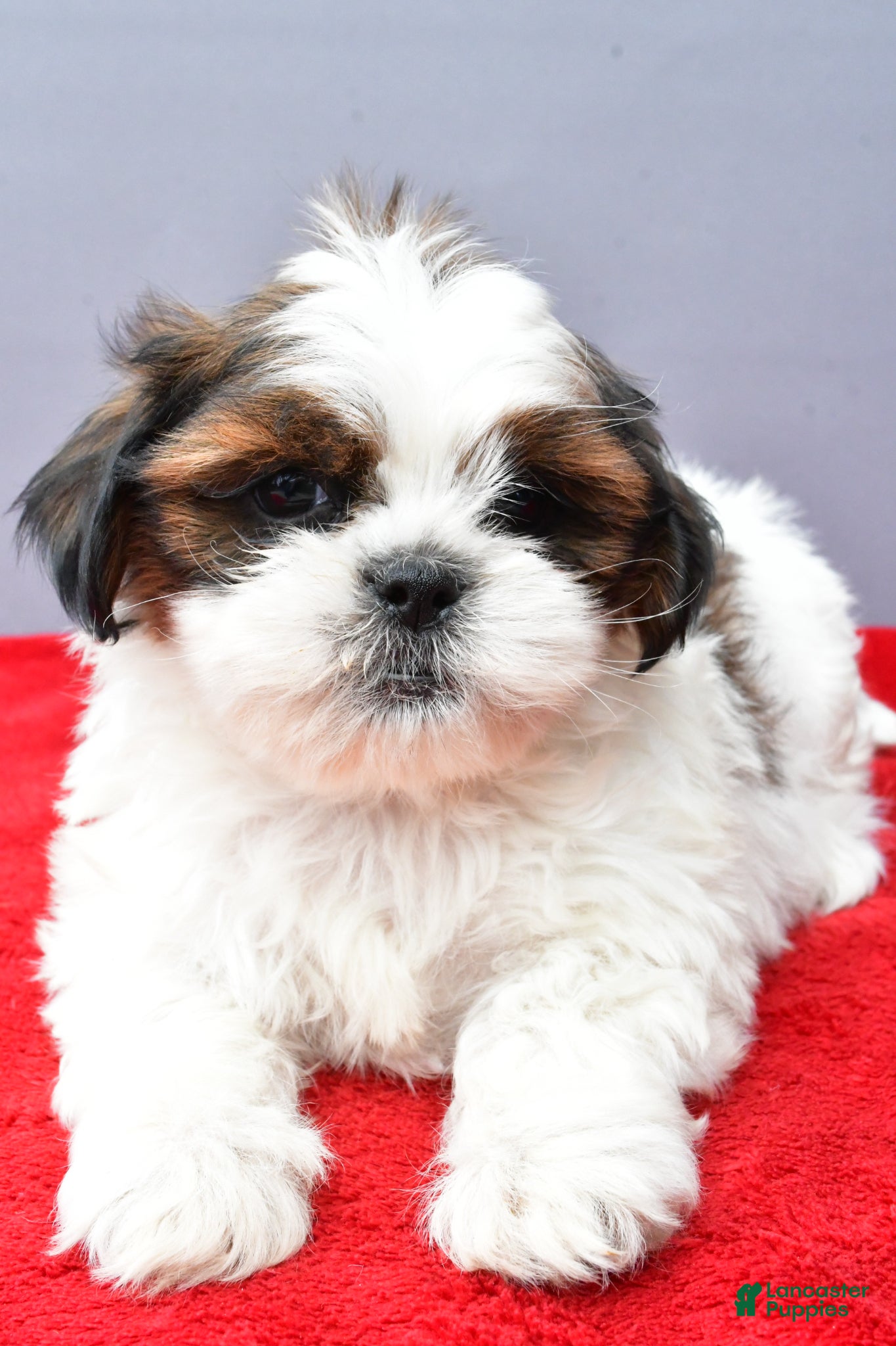 Shih Tzu dogs Sandy - Ad 1