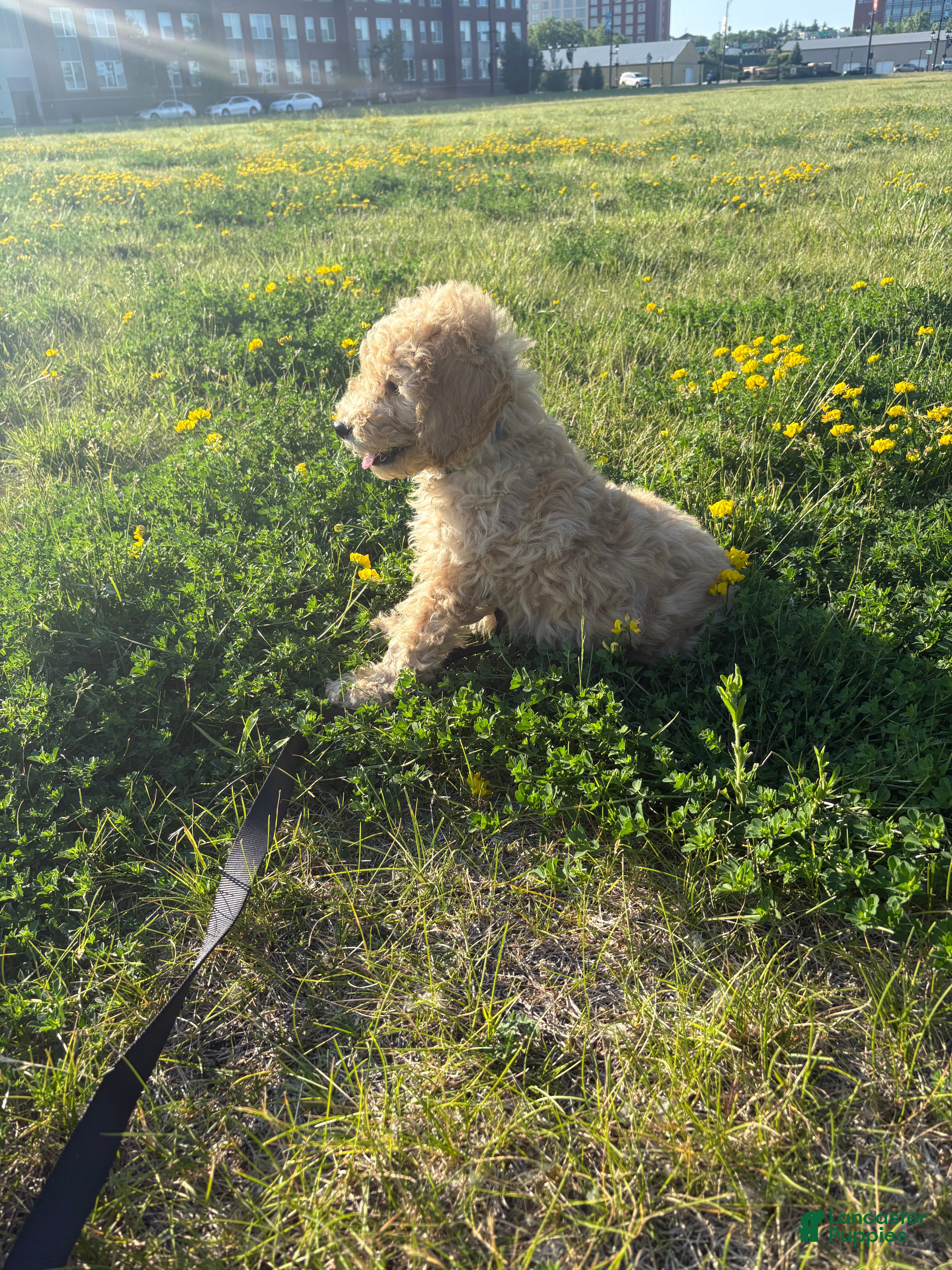 Goldendoodle dogs Simba  - Ad 15