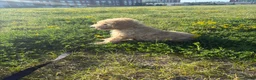 Goldendoodle dogs for sale: Simba  - Ad 1