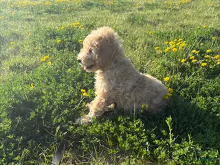 Goldendoodle dogs Simba - Ad 15