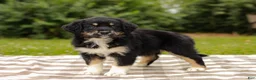 Aussiedoodle dogs for sale: Paige Standard Sized - Ad 7