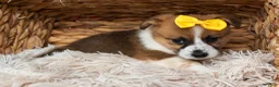 Welsh Corgi Pembroke dogs for sale: Ariel 💕 - Ad 12