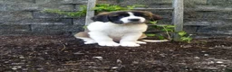 Saint Bernard dogs for sale: Bear - Ad 3