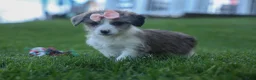 Corgipoo dogs for sale: NAOMI - Ad 4