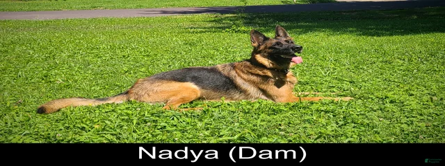 Nadya Von Steindorf