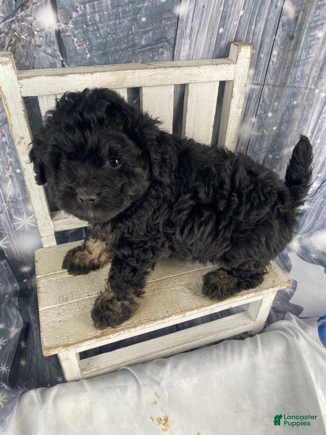 Mini Aussiedoodle dogs for sale: Ilene - Ad 4