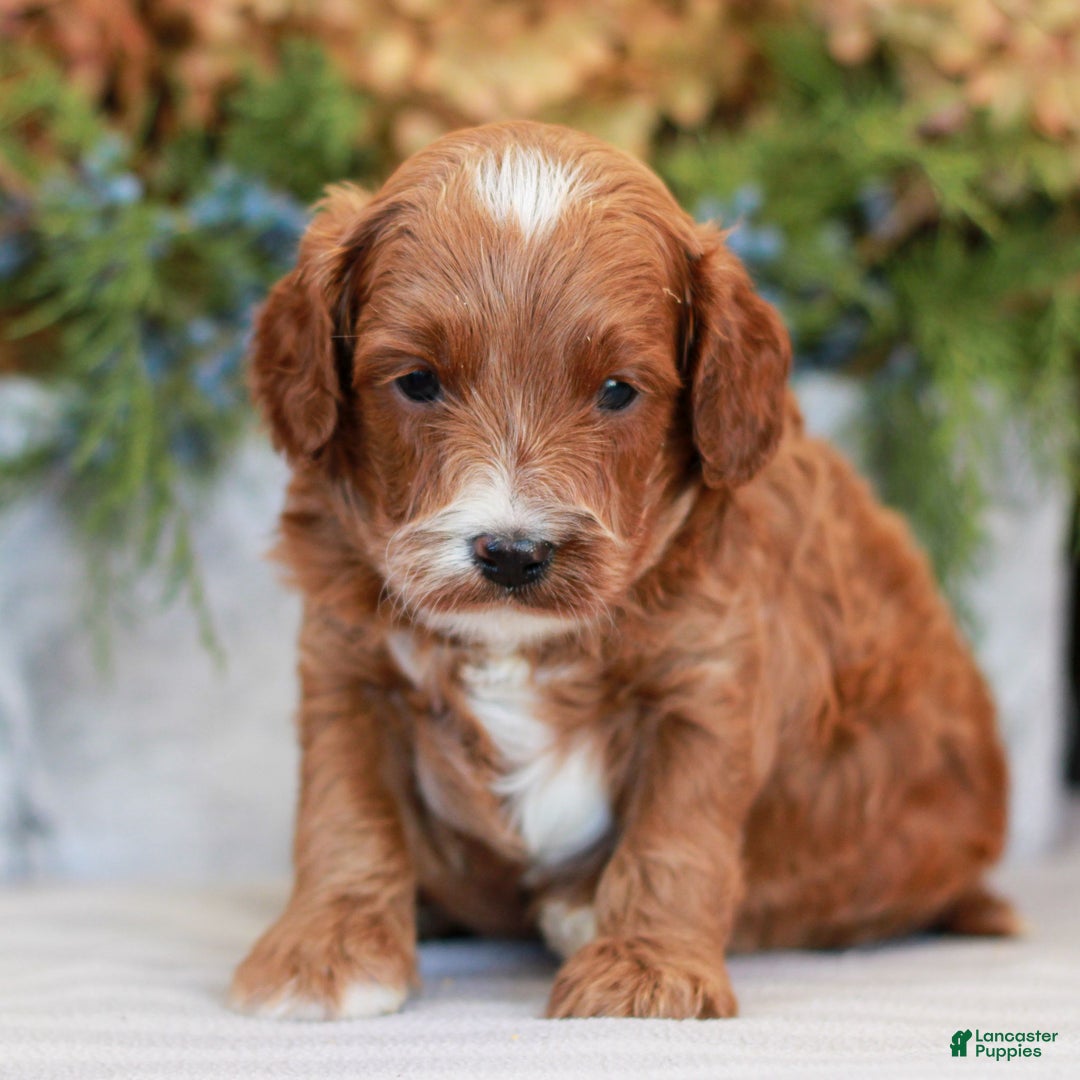 Cavapoo dogs for sale: Milo  - Ad 1