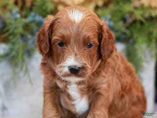 Cavapoo dogs for sale: Milo - Ad 2