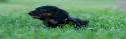 Miniature Dachshund dogs for sale: bentley - Ad 2