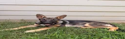 German Shepherd dogs for sale: Female (Pink) Puppy - Ad 2